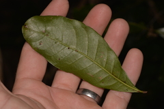 Beilschmiedia obtusifolia