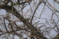Trachyphonus vaillantii