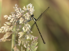 Austroargiolestes icteromelas