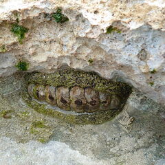 Acanthopleura gemmata