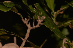 Beilschmiedia obtusifolia