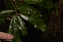 Beilschmiedia obtusifolia