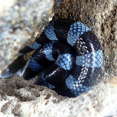 Laticauda laticaudata