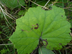 Phytomyza tussilaginis