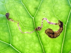 Phytomyza tussilaginis