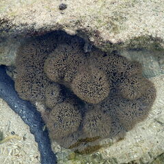 Stichodactyla gigantea