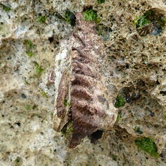 Saccostrea