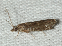 Olethreutinae