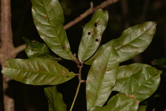 Beilschmiedia obtusifolia