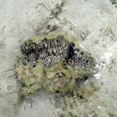 Hippopus hippopus