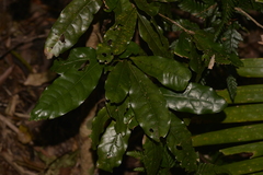 Beilschmiedia obtusifolia