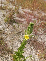 Oenothera