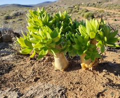 Tylecodon paniculatus
