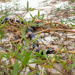 Laticauda saintgironsi