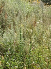 Oenothera