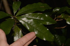 Beilschmiedia obtusifolia