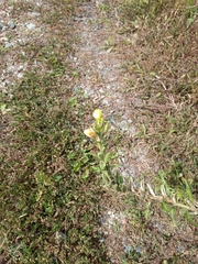 Oenothera
