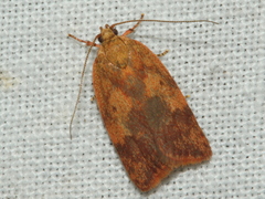 Oligoloba severa