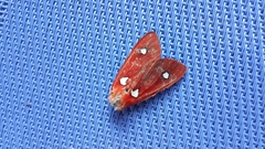 Hyperthaema perflammans