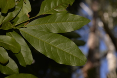 Beilschmiedia obtusifolia