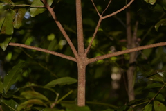 Beilschmiedia obtusifolia