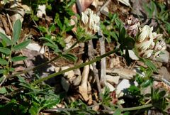 Anthyllis vulneraria vulnerarioides