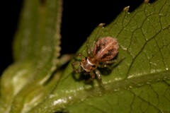 Prostheclina pallida