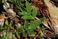 Anthyllis vulneraria vulnerarioides