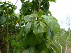 Cordia subcordata