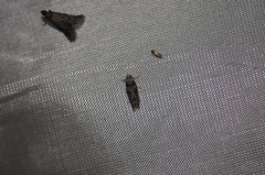 Blastobasis glandulella