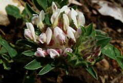 Anthyllis vulneraria vulnerarioides
