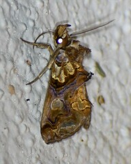 Plusiodonta compressipalpis