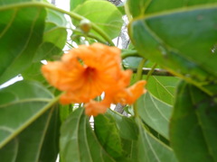 Cordia subcordata