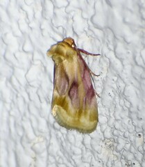 Chamaeclea basiochrea