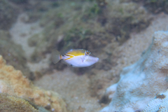 Rhinecanthus rectangulus