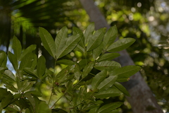 Beilschmiedia obtusifolia