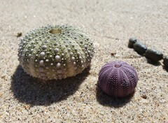 Heliocidaris erythrogramma