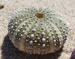 Heliocidaris erythrogramma