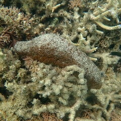 Actinopyga echinites