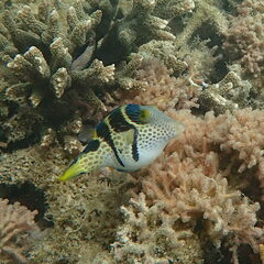 Canthigaster valentini