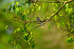 Parus minor commixtus