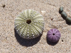 Heliocidaris erythrogramma