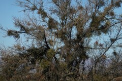 Viscum rotundifolium