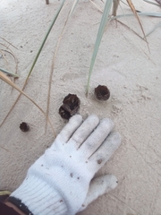 Peziza ammophila