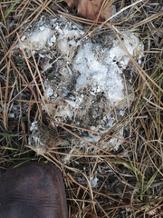 Canis lupus italicus