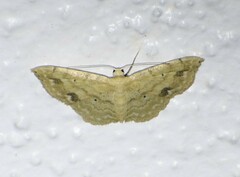 Scopula compensata