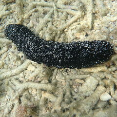 Holothuria