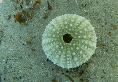 Heliocidaris erythrogramma