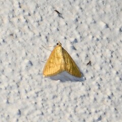Helvibotys helvialis