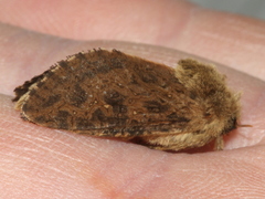 Oncopera rufobrunnea